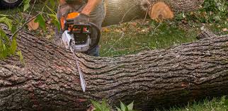 Leaf Removal in Beaver Dam Lake, NY