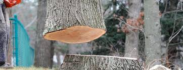 Best Stump Grinding and Removal  in Beaver Dam Lake, NY