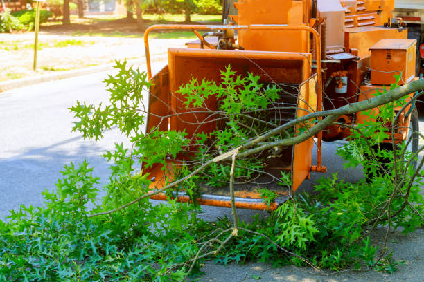 Best Tree Mulching  in Beaver Dam Lake, NY
