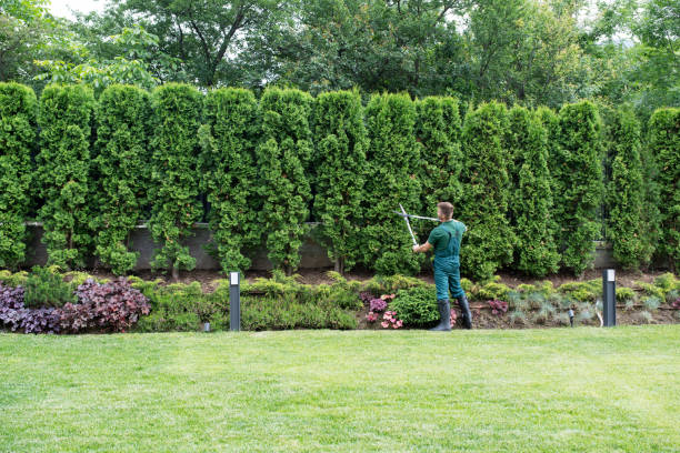 Best Tree Maintenance Programs  in Beaver Dam Lake, NY