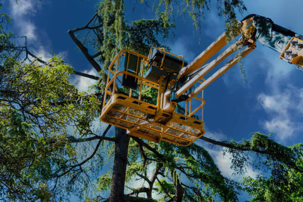 Best Firewood Processing and Delivery  in Beaver Dam Lake, NY