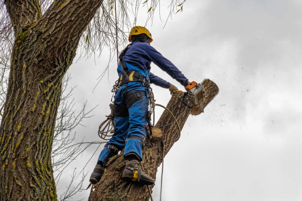 Best Lawn Pest Prevention  in Beaver Dam Lake, NY