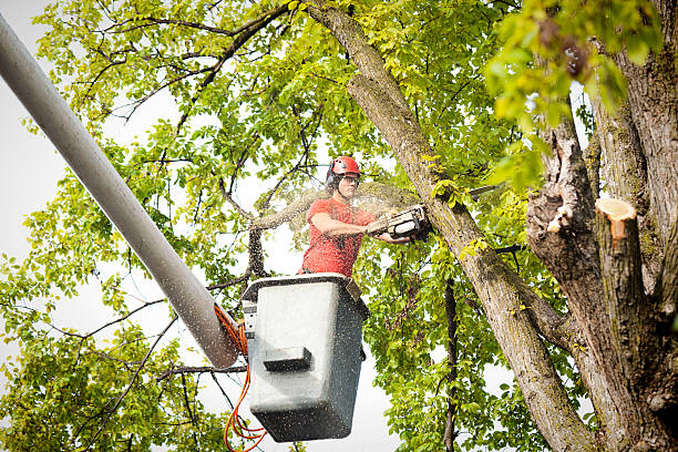 Best Tree Risk Assessment  in Beaver Dam Lake, NY