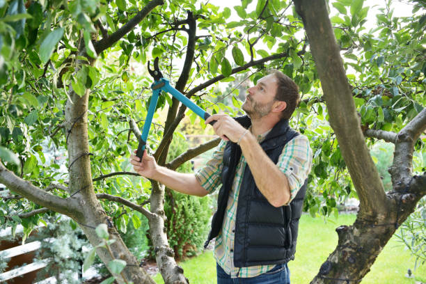 Best Fruit Tree Pruning  in Beaver Dam Lake, NY